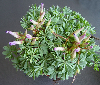 oxalis_vom_markt_1.jpg