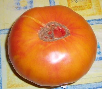 Sep_10_021_unbekannte_Tomate.jpg