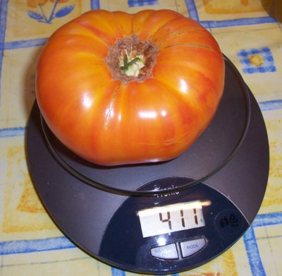 Sep_10_020_unbekannte_Tomate.jpg