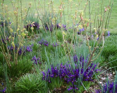 RosesIris1.jpg