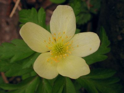 Anemone_x_lipsiensis_offen.jpg