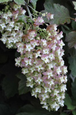 H.quercifolia.jpg