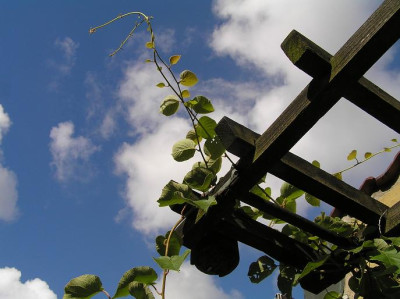 garten5.JPG