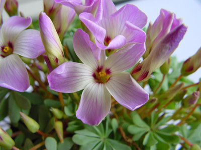 oxalis_vom_markt_b.jpg