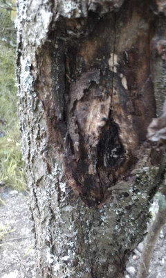 zwetschgenpilz.jpg