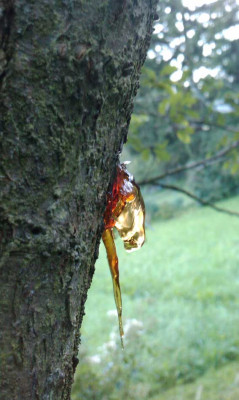 gummifluss.jpg