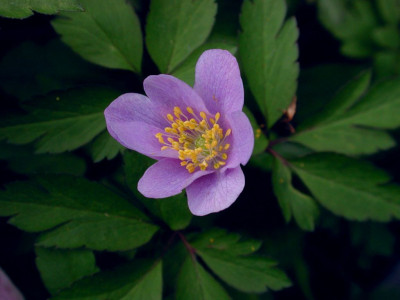 Anemone_nemorosa_allenii.jpg