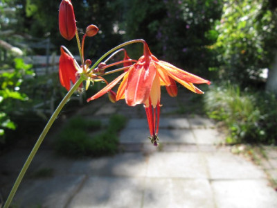 Bessera_elegans_100905.jpg