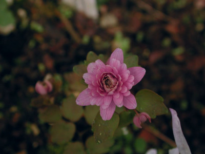 Anemonella_thalictroides_Schoafs_Double.jpg
