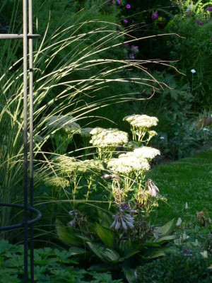 MorningLightSedum.jpg