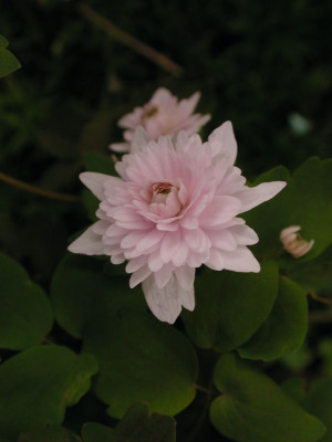 Anemonella_thalictroides_Cameo.jpg