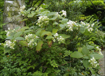 involucrata_Hortensis_Strauch.jpg