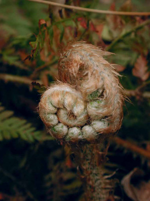Polystichum_setiferum_Austrieb.jpg