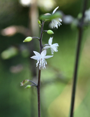 Image1_Bees_c.jpg