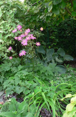 AnemoneLamium1009.jpg