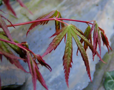 Acer_japoni_120405.jpg