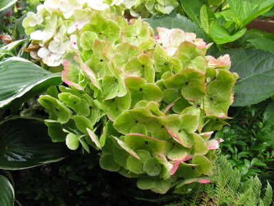 Hydrangea_macrophylla_The_Bride_Herbst.jpg