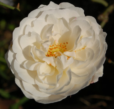 Guinevere_0010__78788.jpg