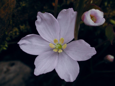 Jeffersonia_dubia_Blute.jpg