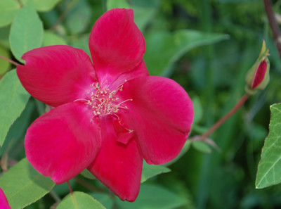 Sanguinea_0010__78777.jpg