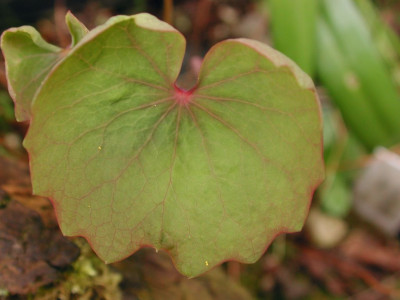 Jeffersonia_dubia_Blatt.jpg