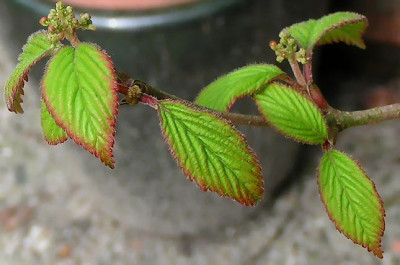 Viburnum_Plic_Watanabe_130405.jpg