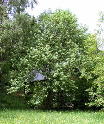 eberesche_fruhjahr.jpg