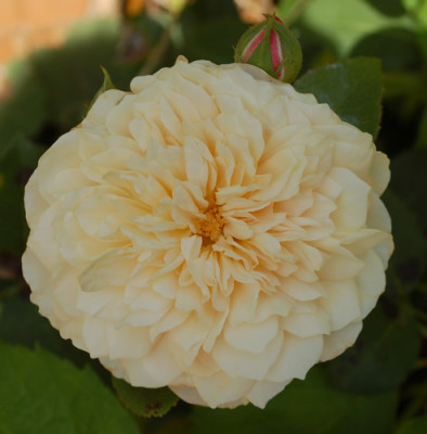 English_Garden_0010__78742.jpg