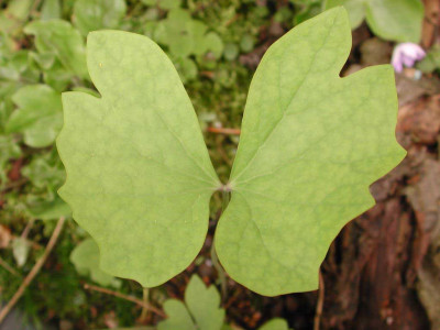 Jeffersonia_diphylla_Blatt.jpg