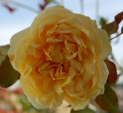 Duchesse_dAuerstadt_0010__78740.jpg