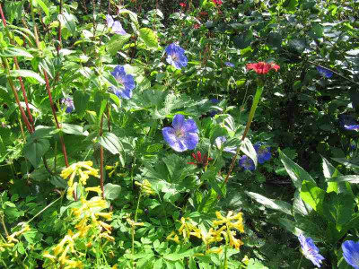 Rozanne_und_Zinnia_Red_Spider.jpg