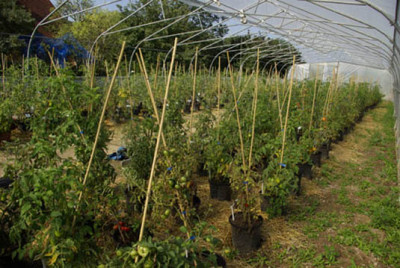 Tomatentunnel1_2010-08-25.jpg