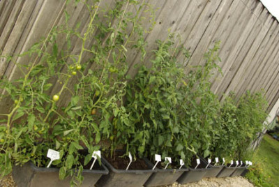Tomatenwand_2010.jpg