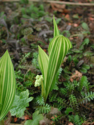 Convallaria_majalis_Variegata.jpg