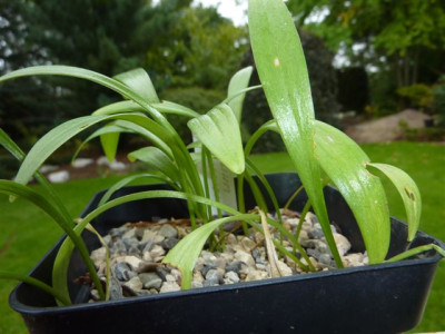 L.carniolicum_8.9.2010.jpg
