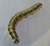 001-RAUPE.png