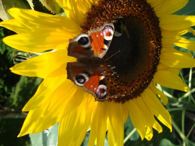 0003-SONNBLUME.jpg