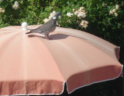 005-TAUBE.jpg