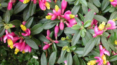 Polygala_chamaebuxus_rhodoptera.jpg