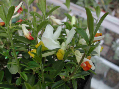 Polygala_chamaebuxus_Kaminski.jpg