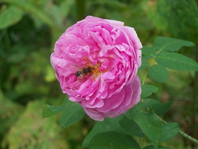 Sept_2010_Comte_de_Chambourd.jpg