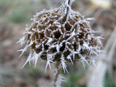 Phlomis_Raureif.jpg