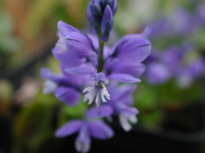 Polygala_calcarea.jpg