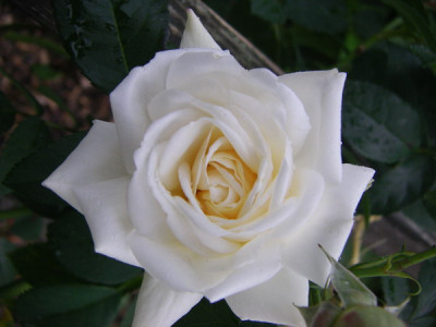 IMGP6245ps.jpg