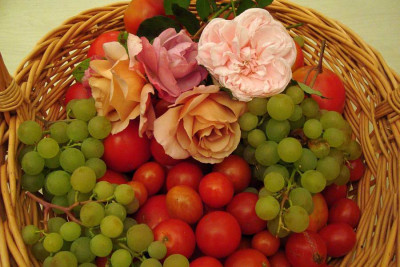 ernte_20100908_zg.jpg