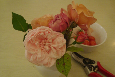 rosenstrauss_20100908_2.jpg
