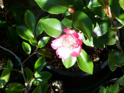 100_4047_Choji_Guruma____640.jpg
