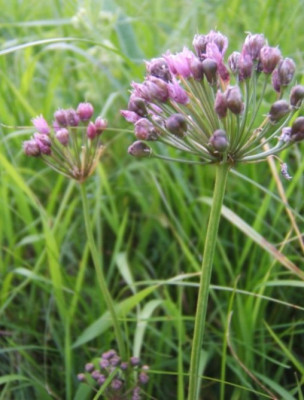 Allium_angulosum.JPG