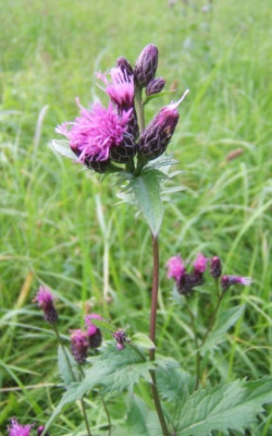 Serratula_tinctoria.JPG