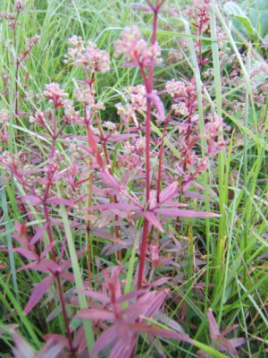 Galium_boreale_Herbstf.JPG